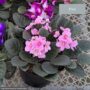 African Violet – 6″ Pot